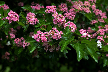Crataegus monogyna rubra Plena is blossom in spring garden