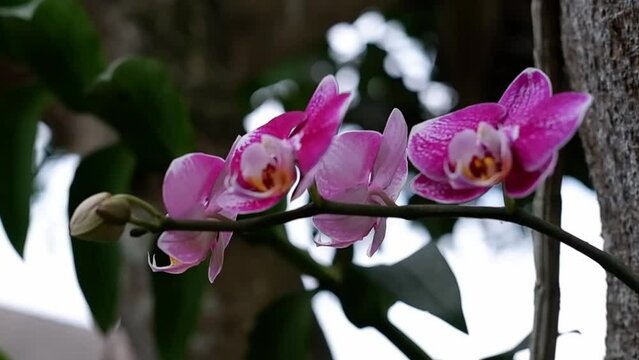 Selective focus Doritaenopsis, commonly known as Moonflower Orchid in India and Anggrek Bulan in Indonesia.
