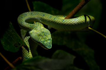 Bornean keeled green pit viper - Tropidolaemus subannulatus, beautiful venomous green pit viper from tropical forests of Southeast Asian islands, Borneo.