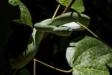 Bornean keeled green pit viper - Tropidolaemus subannulatus, beautiful venomous green pit viper...