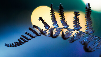 Macro de fleurs de bruyère mauves, pendant le coucher du soleil