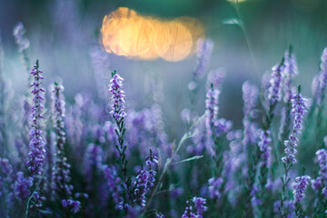 Macro de fleurs de bruyère mauves, pendant le coucher du soleil
