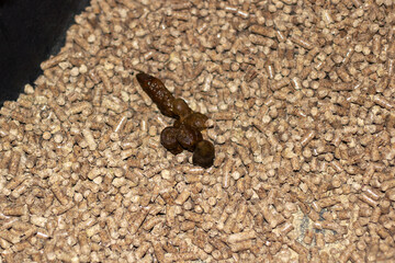 Cat poop in blue litter box closeup