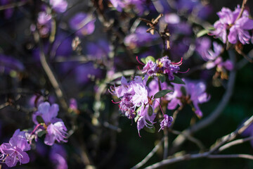 A lovely display of purple flowers adorns a shrub in spring