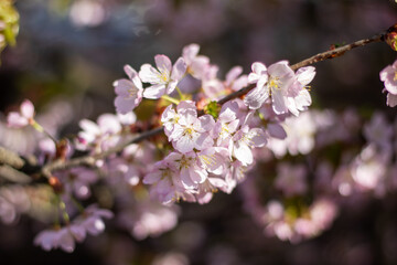 Obraz premium Closeup of cherry blossom petals on a twig in full bloom