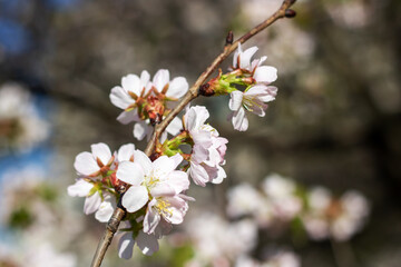 Obraz premium Closeup of cherry blossom petals on a twig in full bloom