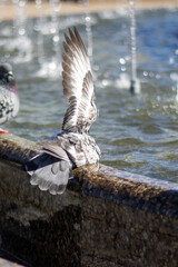 City birds leisurely drink water from fountain with beaks and wings spread
