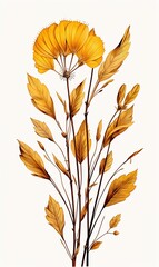 Fototapeta premium Isolated Pressed and dried Yellow Wild flower 