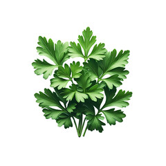 Parsley leaves in a closeup isolated on a transparent background PNG