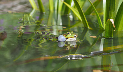 Frosch quakt im Teich