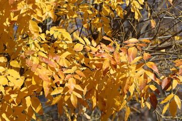 Natural green abstract background.Tree branches and leaves close up.