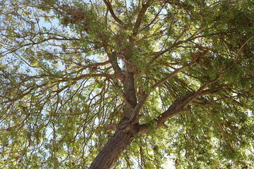 Fototapeta premium Natural green abstract background.Tree branches and leaves close up.