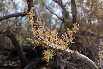 Natural green abstract background.Tree branches and leaves close up.