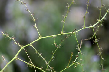 Natural green abstract background.Tree branches and leaves close up.