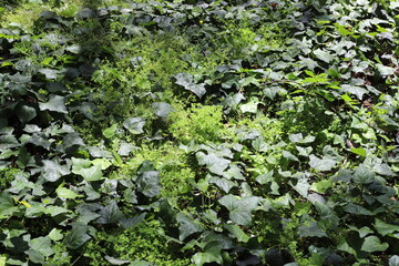 Natural green abstract background.Tree branches and leaves close up.