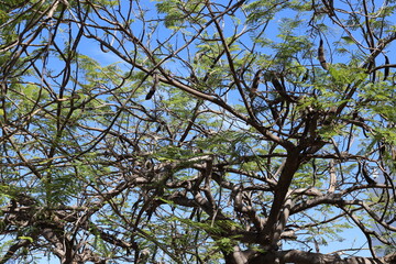 Natural green abstract background.Tree branches and leaves close up.