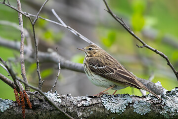 robin on a branch