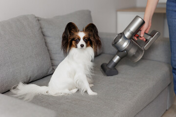 cute papillon dog sitting on the couch and woman cleaning sofa with vacuum cleaner