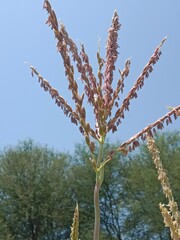 male flower of maize plant.Zea mays L Male flower in the garden.male flower pattern of maize plant 