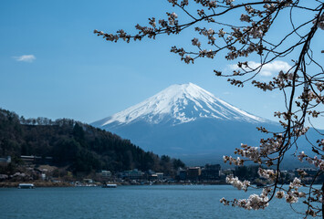 Mount Fuji and Cherry blossom Sakura, Japan in Spring
