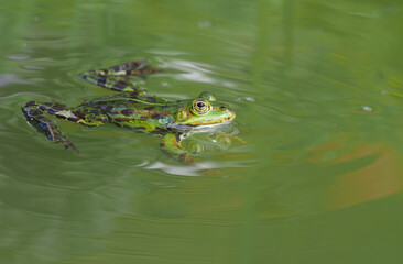 Schwimmender Frosch im Tümpel