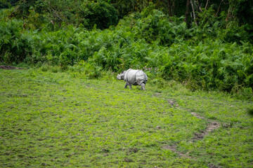 One horned Rhino in Kaziranga National Park of Assam 1