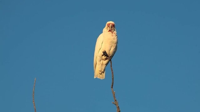 corella