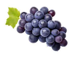 Blue wet grapes bunch isolated