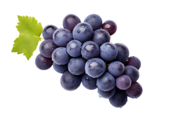 Blue wet grapes bunch isolated