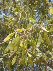 dalbergia sissoo seeds Green seeds pods of North Indian rosewood.shisham seed pods pattern background 
