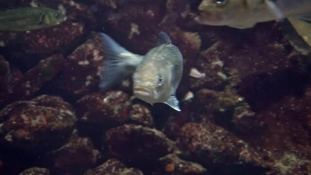 Saltwater Fish - Sea-Bass, Wolfsbarsch
