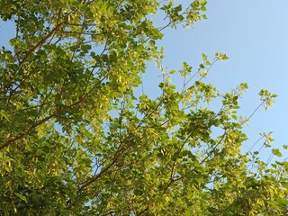 dalbergia sissoo seeds Green seeds pods of North Indian rosewood.shisham seed pods pattern background 