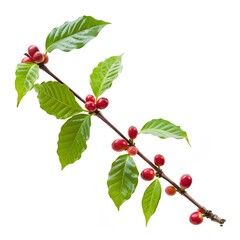 coffee bean tree branch without fruit side view white background