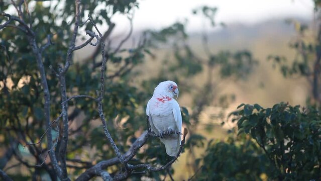 corella