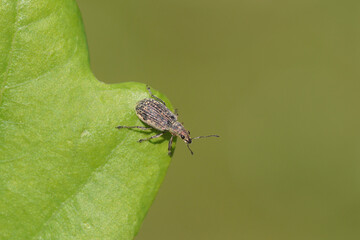 Close up Polydrusus cervinus synonym Polydrosus cervinus, a small weevil of the family...