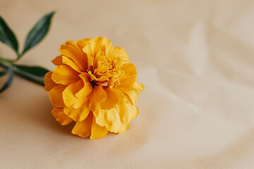 A yellow marigold flower on a beige background 