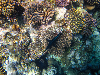 Marine inhabitants of the coral reef of the Red Sea. Undersea world