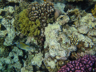Marine inhabitants of the coral reef of the Red Sea. Undersea world