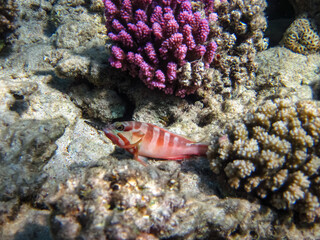 Marine inhabitants of the coral reef of the Red Sea. Undersea world