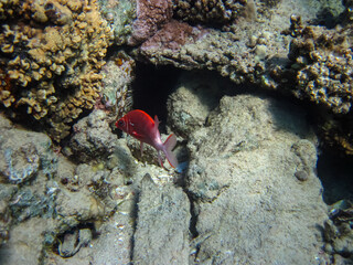 Marine inhabitants of the coral reef of the Red Sea. Undersea world