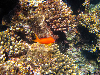 Marine inhabitants of the coral reef of the Red Sea. Undersea world