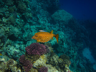 Marine inhabitants of the coral reef of the Red Sea. Undersea world