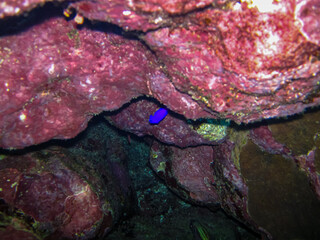 Marine inhabitants of the coral reef of the Red Sea. Undersea world