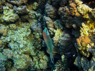 Marine inhabitants of the coral reef of the Red Sea. Undersea world