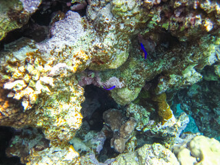 Marine inhabitants of the coral reef of the Red Sea. Undersea world