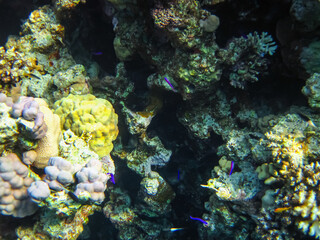 Marine inhabitants of the coral reef of the Red Sea. Undersea world