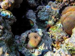 Marine inhabitants of the coral reef of the Red Sea. Undersea world