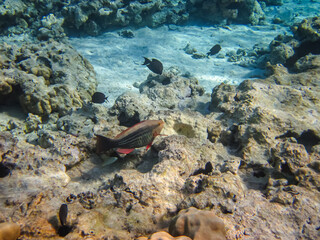 Marine inhabitants of the coral reef of the Red Sea. Undersea world