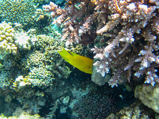 Marine inhabitants of the coral reef of the Red Sea. Undersea world