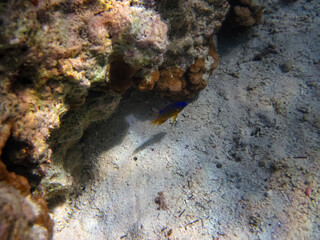 Marine inhabitants of the coral reef of the Red Sea. Undersea world